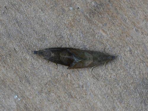Réf. 358 354 : Dichrorampha sp.